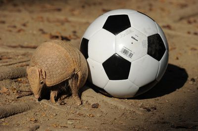 tatou-foot.jpg