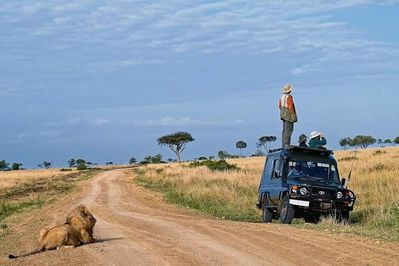 safari-lion.jpg