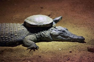 une-tortue-qui-grimpe-tranquillement-sur-le-dos-d-un-crocod.jpg
