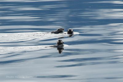 062 GLACIER BAY