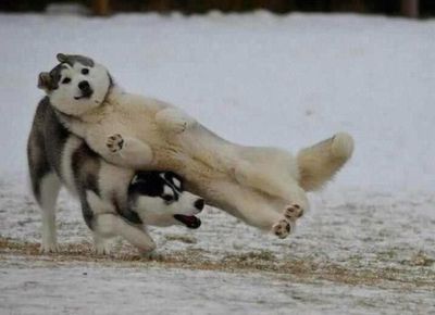 animaux-fun-001.jpg