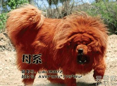 dogue-du-tibet