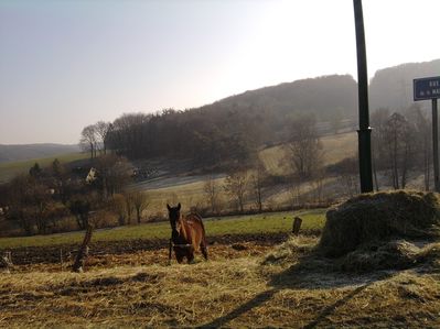 Cheval (1)