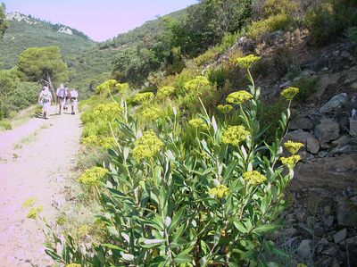 BuplèvreLigneux Bupleurum fruticosum juin2014 Babeau Bould