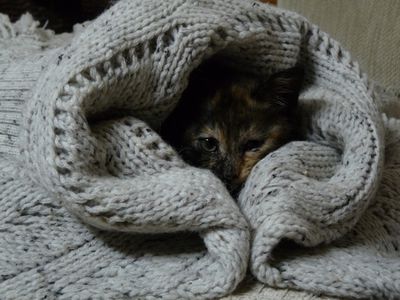 P1010513