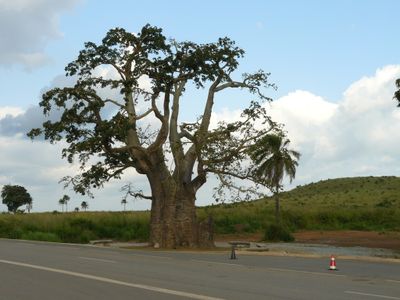 mayombe-baobab-dolisie-2012