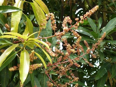 P-fleur-manguier