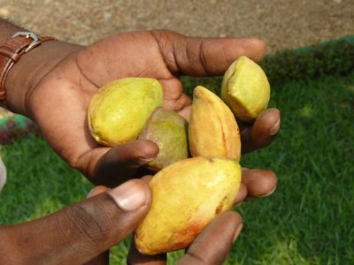 badame-fruit-jaune