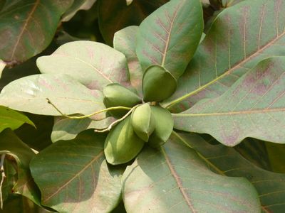 badamier-congo-fruit