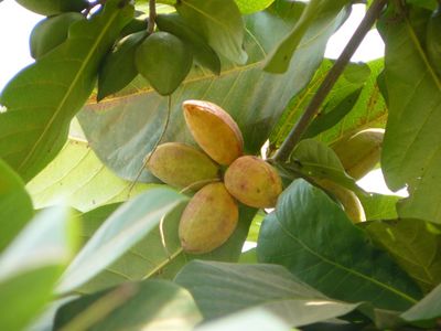 badamier-fruit-mur-badame