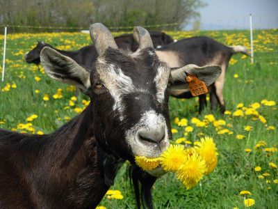 chèvre des Savoie photo C. Berthet