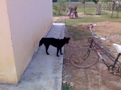 cambodian-razorback-dog-black