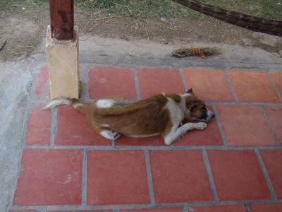 cambodian-razorback-dog-brown