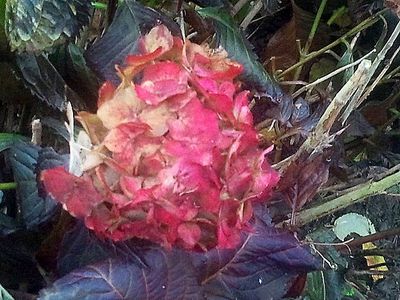 begonia-automne1.jpg