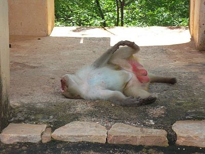 Bundi--singe.jpg