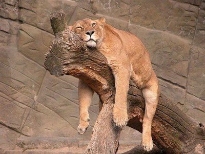 dur-dur-d-etre-un-felin