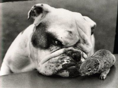 animaux-fun-002.jpg