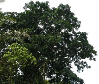 bouenza-acacia-congo