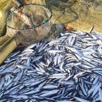 poissons1