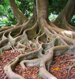 0-a-roots.jpg