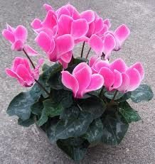 cyclamen.jpg