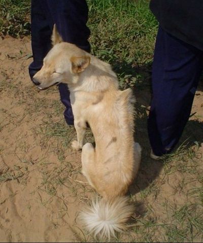 cambodian-razorback-dog-rare