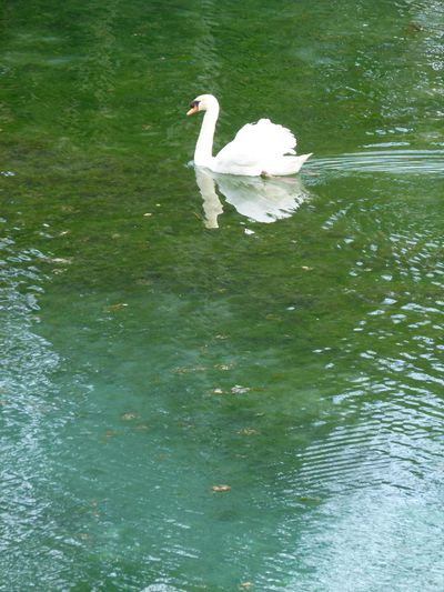 Cygne.jpg