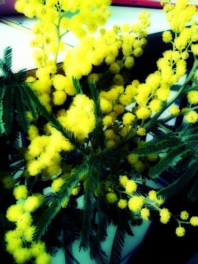 mimose.jpg
