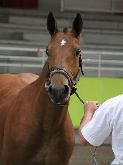 Cheval Cob photo Daniel WANTZa