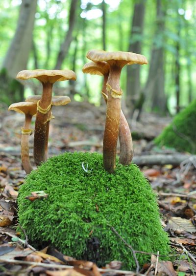Champignons--38-.JPG