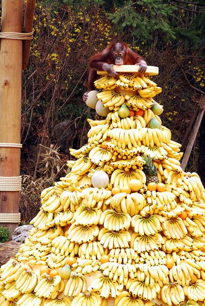 singe-banane.jpg
