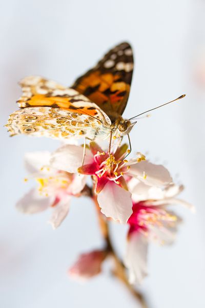 Papillons 500px (7)