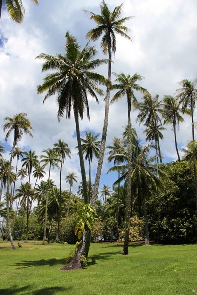 papeete 9851