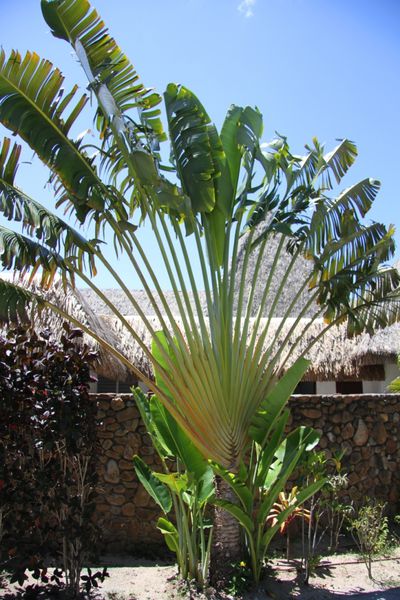 sofitel-moorea 9107