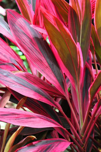 fleurs-floride 3535