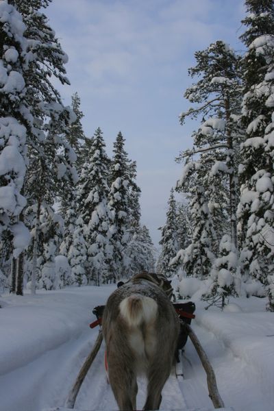 laponie2 6284