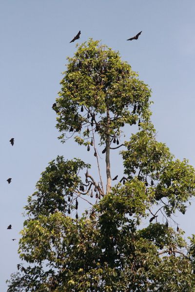 Peradeniya (1)