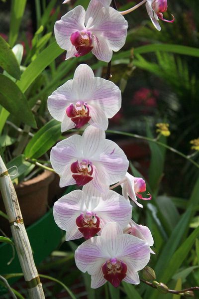 orchidées (1)