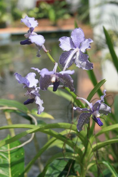 orchidées (2)