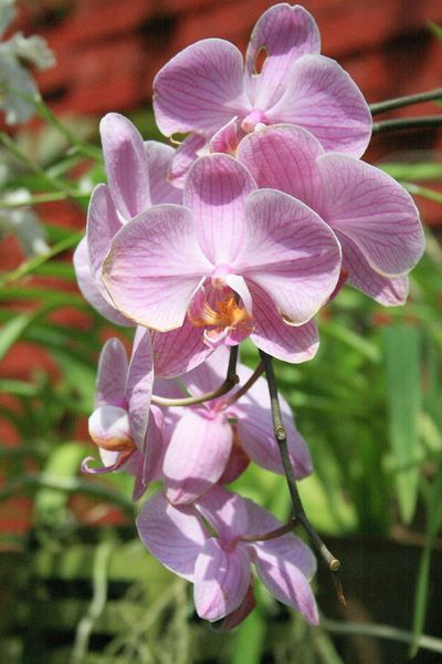 orchidées (5)