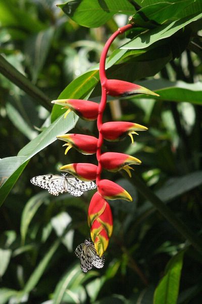 papillons Penang (4)