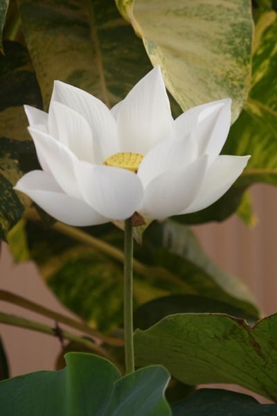 lotus (8)