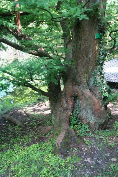 Metasequoia glyptostroboides, Alsace (67) Jardin botanique