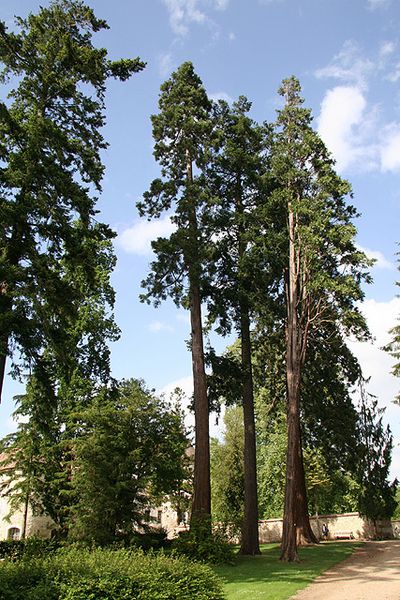sequoias