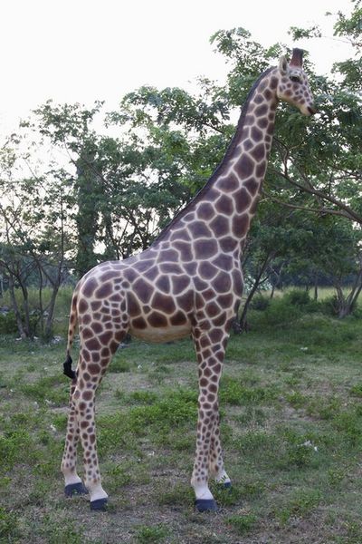 reproduction-girafe-grandeur-nature.jpg