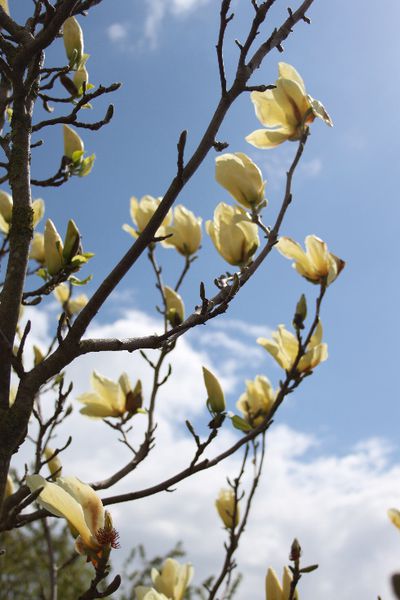 magnolia--Yulan--2.jpg