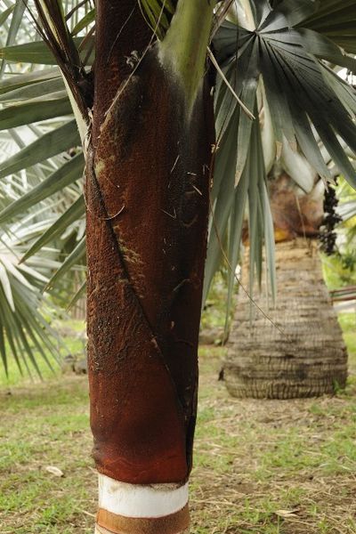 Palmier Nounours (Dyspsis Leptocheilos) - Jardinerie du théâtre