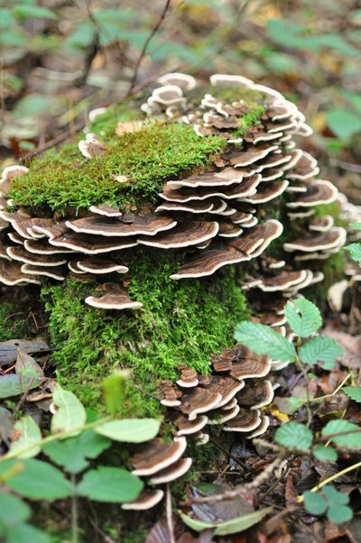 Champignons--6-.JPG