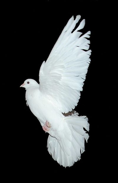 fevpigeonb.JPG