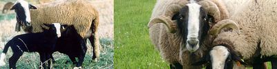 sheep-mouton (1)
